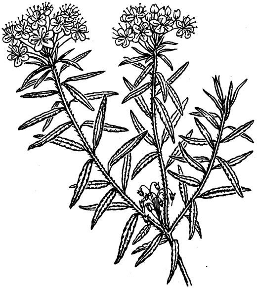 Багульник болотный рис