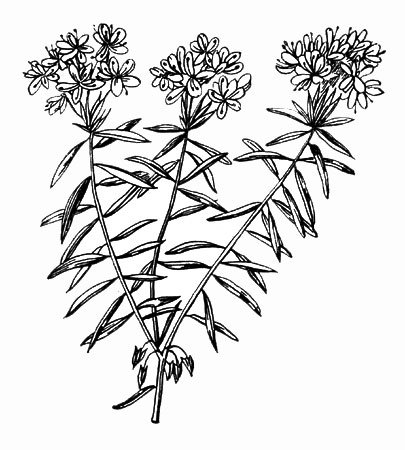 Багульник болотный рис