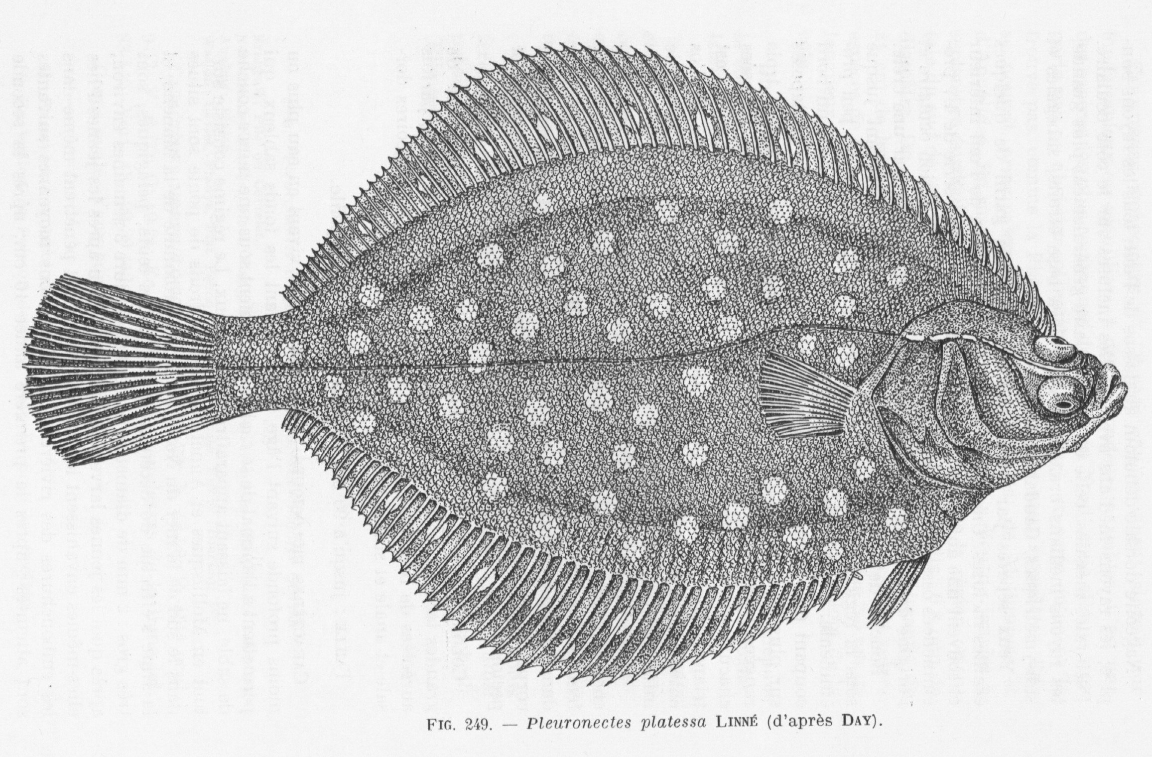 Морская камбала (pleuronectes platessa)