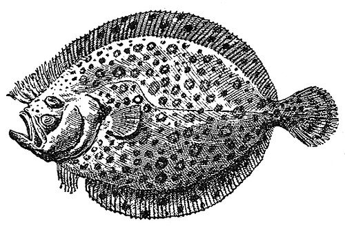 Камбала раскраска для детей