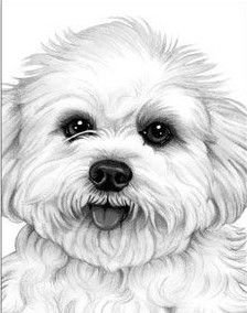 Бишон фризе рисунок карандашом