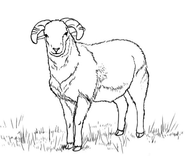 Овца карандашом