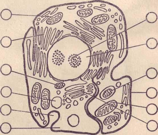 Назовите органоиды клетки обозначенные цифрами