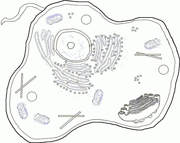 Цитоплазма растительной клетки рисунок