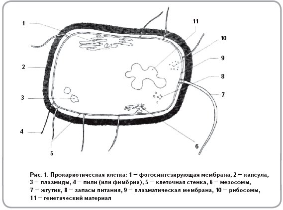 Прокариотическая клетка схема строения