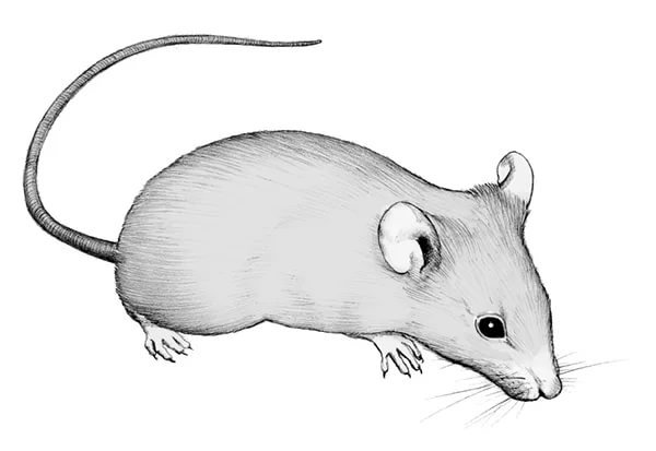 Мышь карандашом
