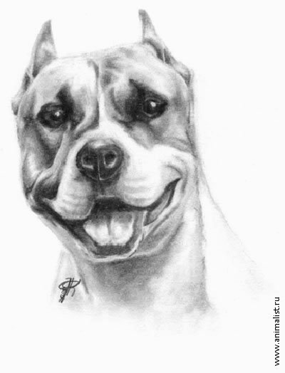 Стаффорд карандашом