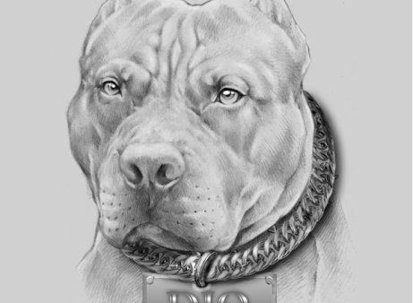 Питбуль рисунок карандашом (48 фото)