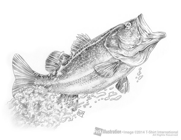 Поэтапное рисование окуня