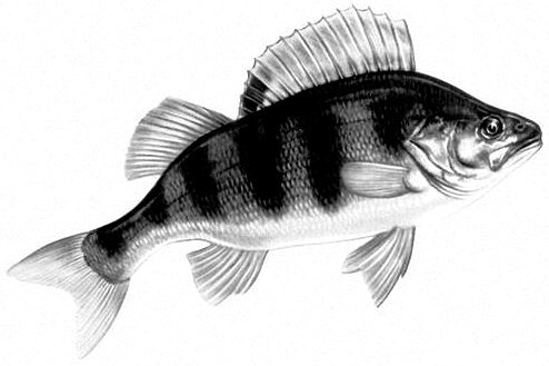 Окунь эскиз