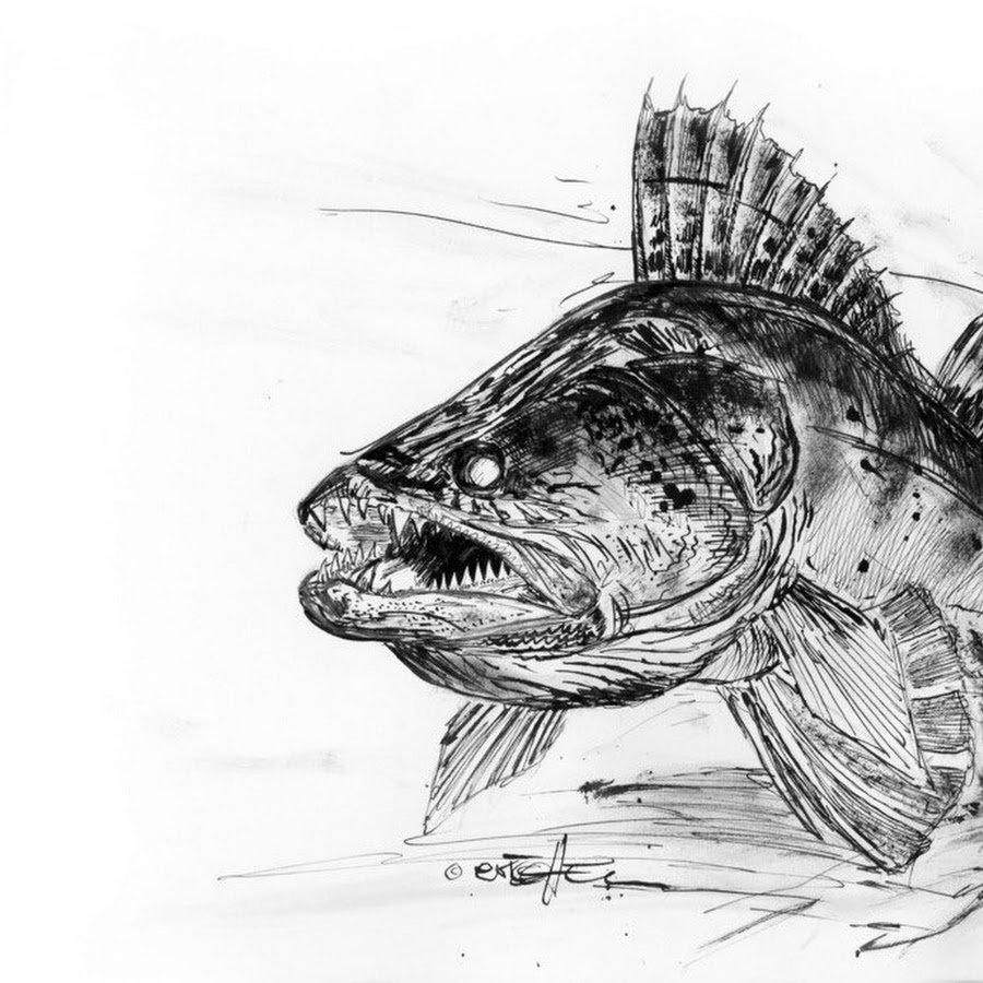 Щука карандаш. Судак Zander Fish. Рыба Графика. Эскиз рыбы. Эскизы рыбалка.