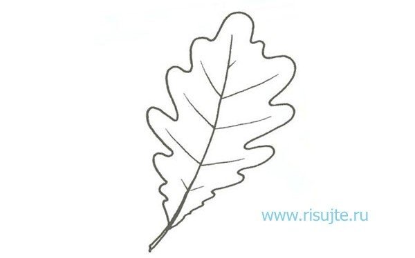 Дубовый лист рисунок карандашом