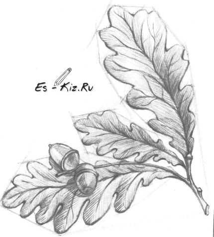 Лист дуба карандашом