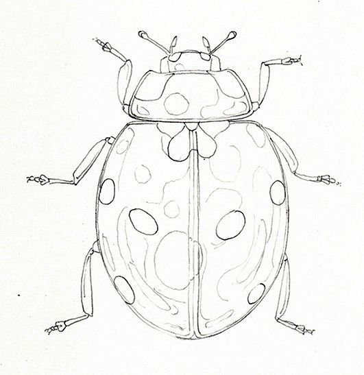 Схемы рисования насекомых