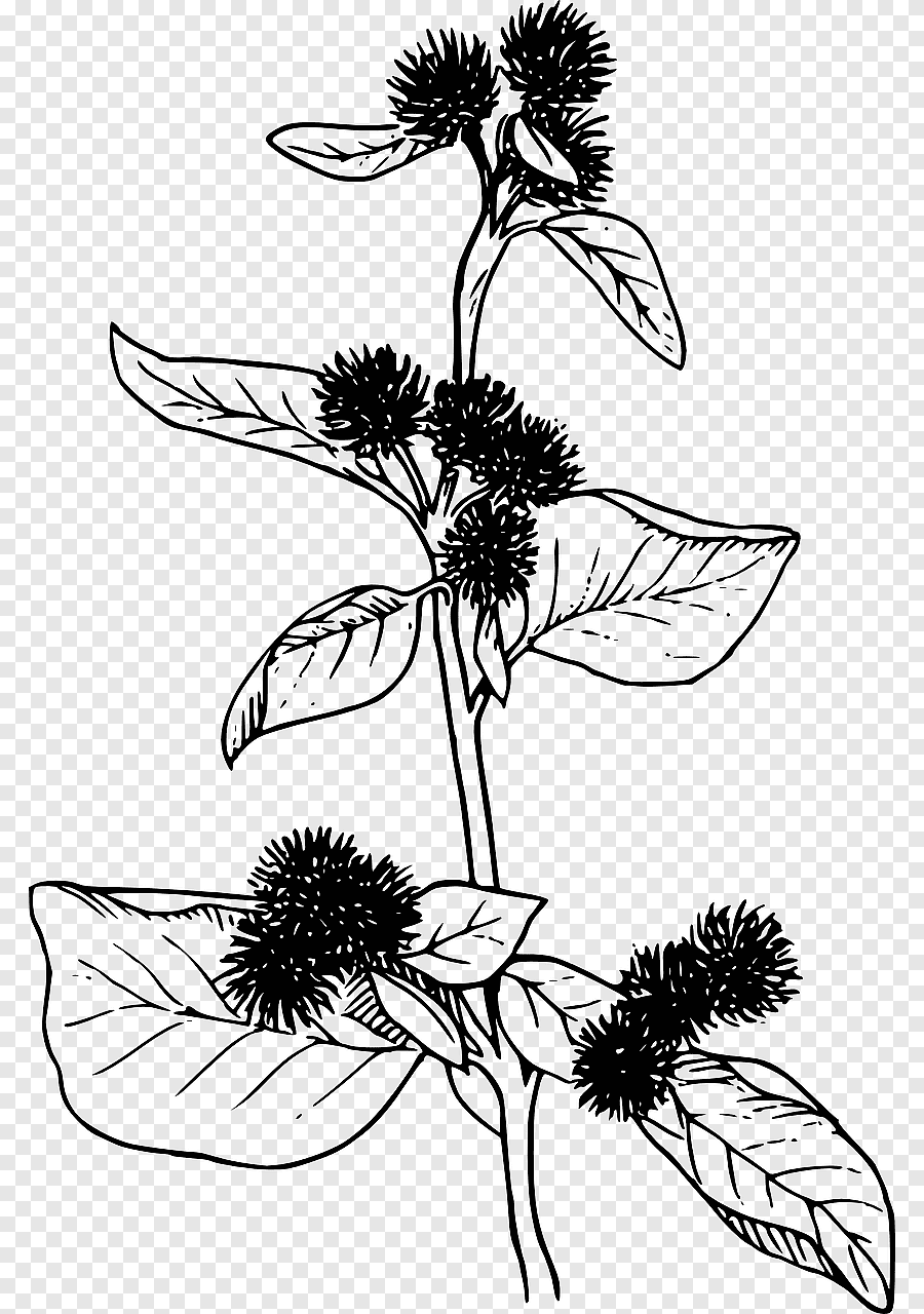 Сорное растение репейник