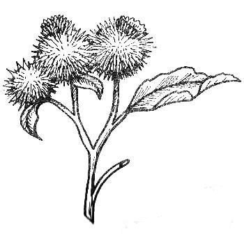 Расторопша , синеголовник в живописи