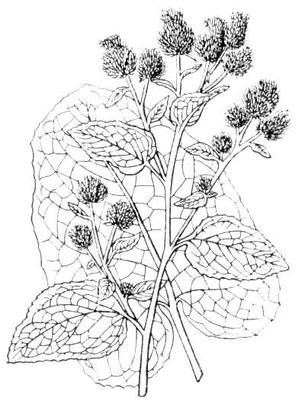 Чертополох раскраска