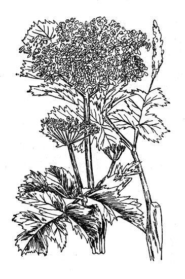 Дягиль лекарственный Ботанический рисунок