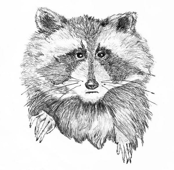 Енот рисунок для срисовки
