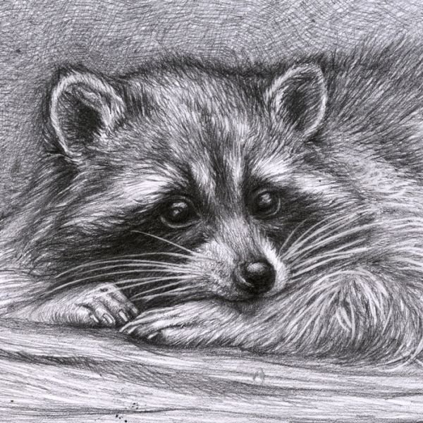 Енот цветными карандашами