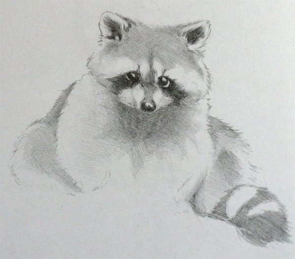 Енот зарисовка карандашом