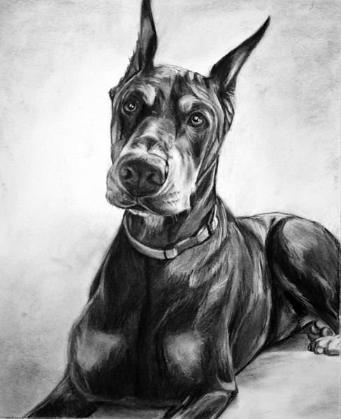Доберман набросок