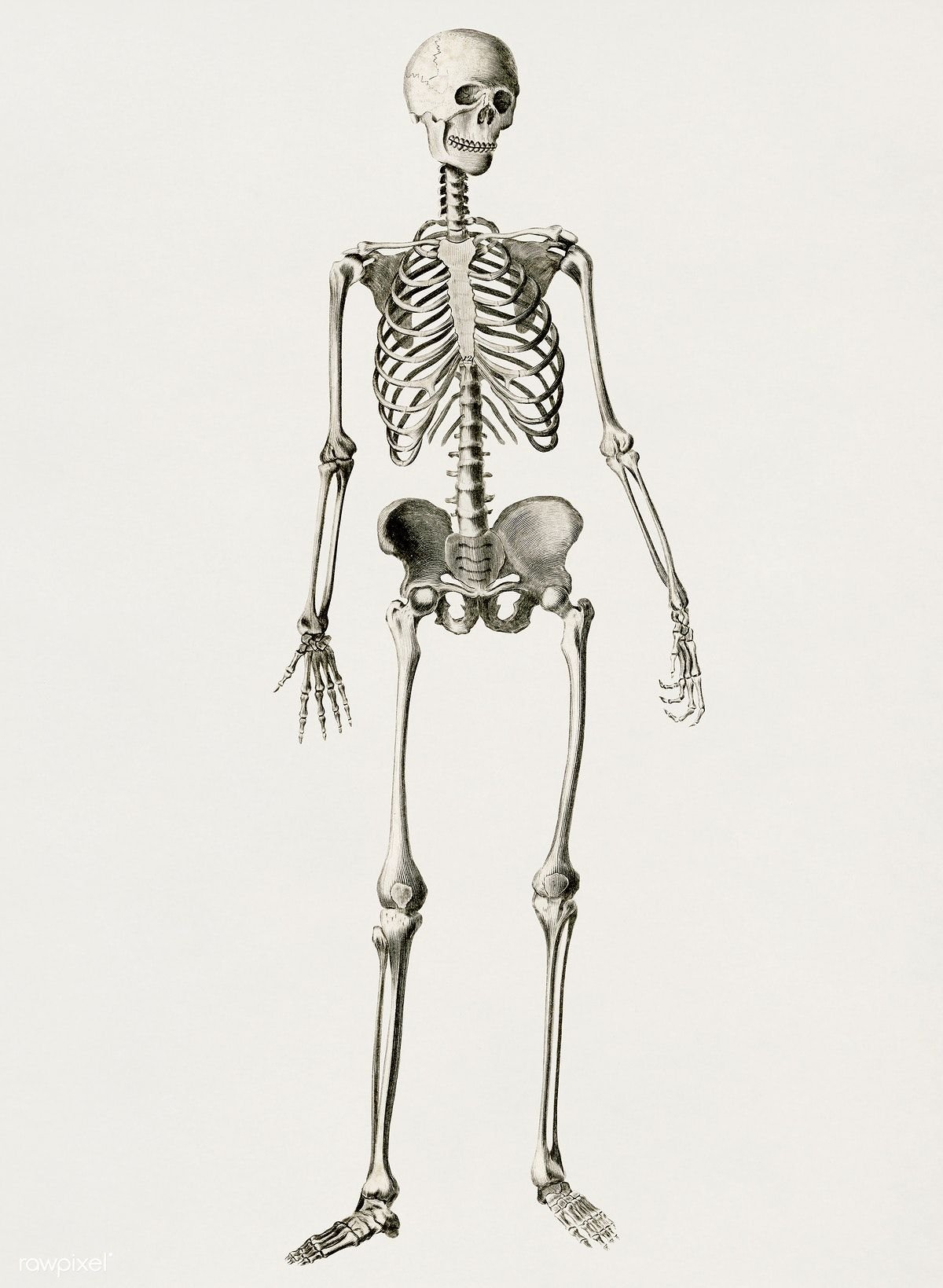 Скелет плакат
