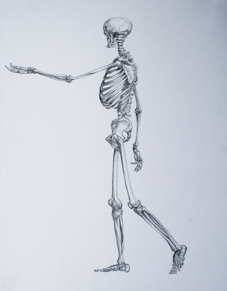 Скелет человека в профиль референс. Скелет человека профиль в полный рост. Скелет человека профиль и анфас. Скелет набросок. Как рисовать скелет