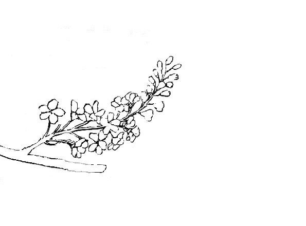 Черёмуха обыкновенная нарисовать