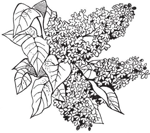 Сирень рисунок