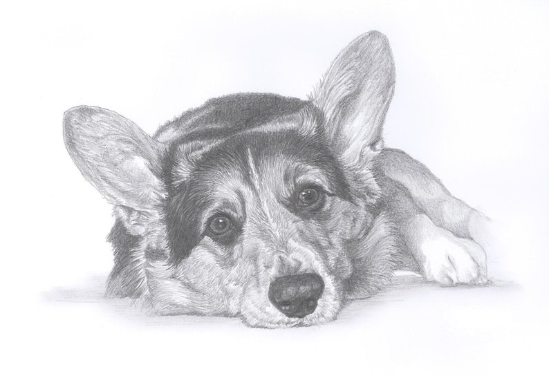 Рисунок собаки корги для срисовки