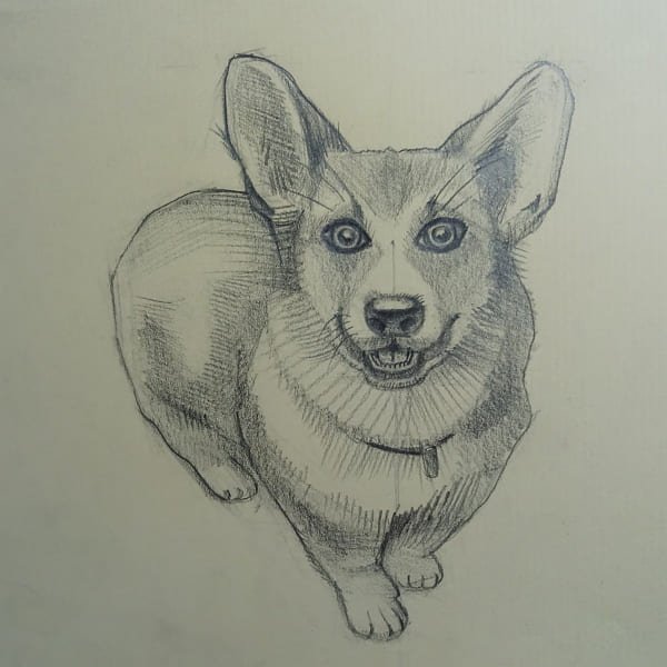 Корги набросок карандашом