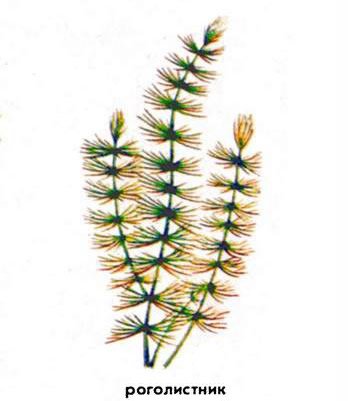 Харовые водоросли рисунок