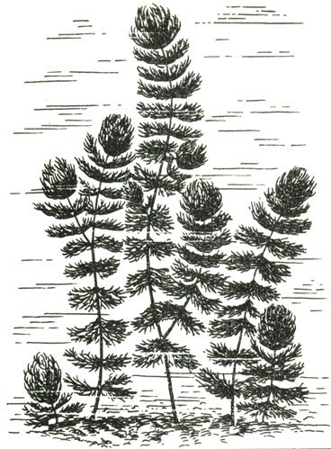 Роголистник Донской нарисовать