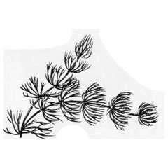 Строение роголистника погруженного