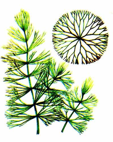 Нителла водоросль