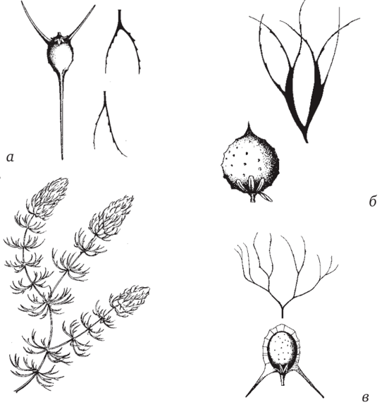 Роголистник аквариумное растение нарисовать