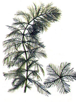 Роголистник аквариумное рисунок