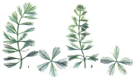 Рисунок карандашом роголистник (46 фото)