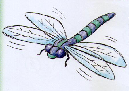 Стрекоза цветными карандашами