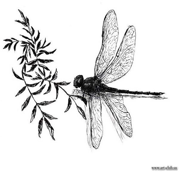 Поэтапное рисование Стрекозы