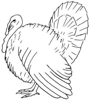 Индейка рисунок