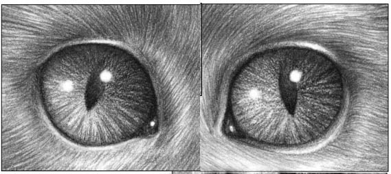 Кошачьи глаза простым карандашом