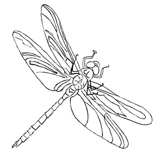 Стрекоза рисунок для детей
