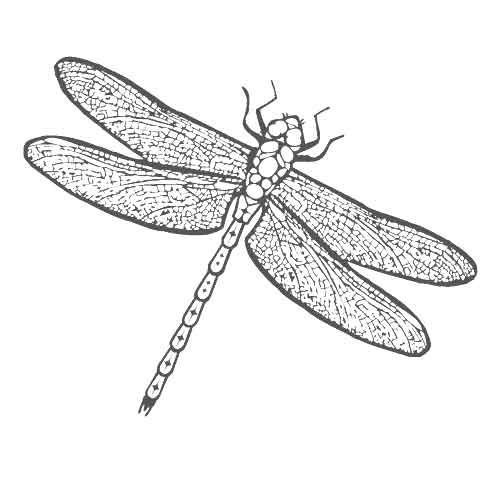 Стрекоза карандашом для детей рисунок (42 фото)