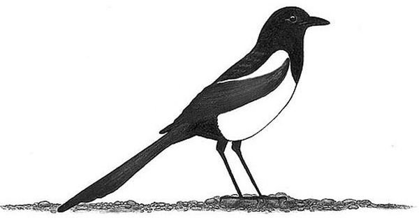 Сорока раскраска