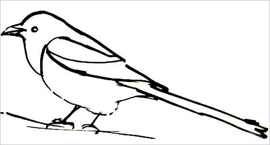 Раскраска зимующие птицы сорока