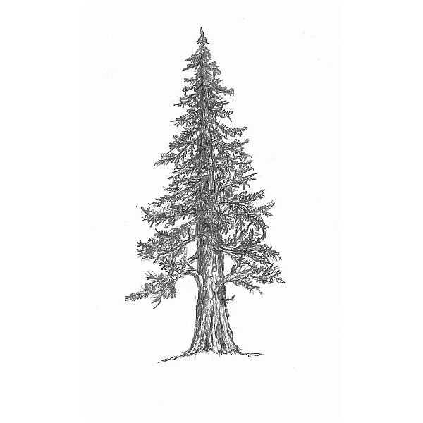 Зарисовки деревьев ель