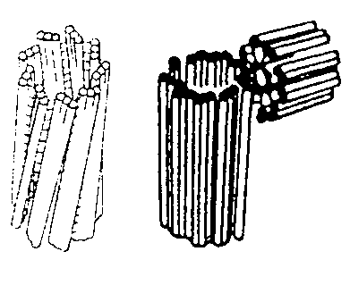 Клеточный центр центросома