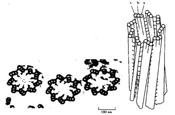 Клеточный центр это в биологии